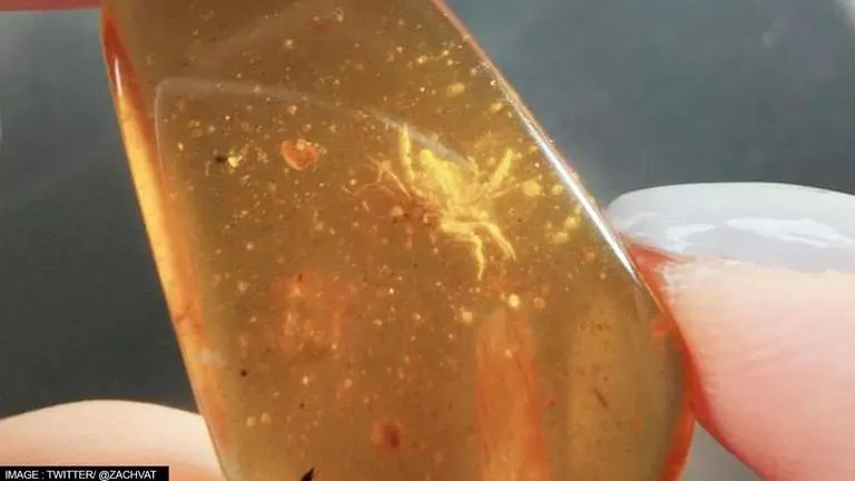 Crab fossil preserved in amber dating back to 100-million-years, found in Myanmar Crab