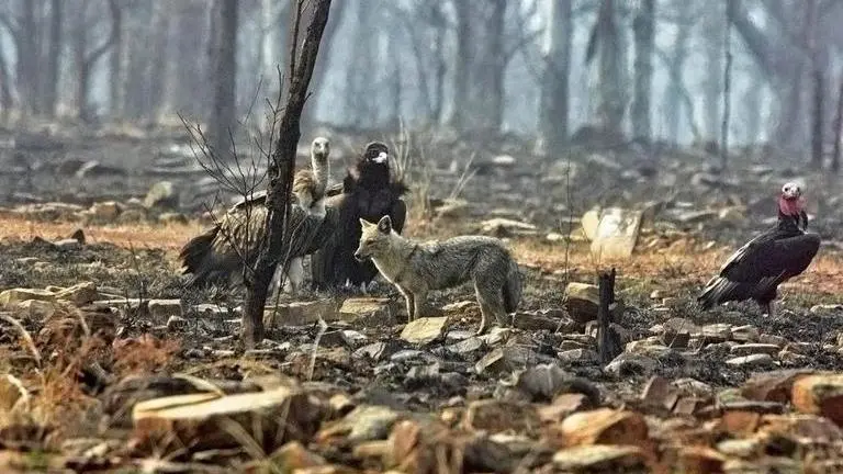 MP: Panna Tiger Reserve starts radio-tagging of vultures