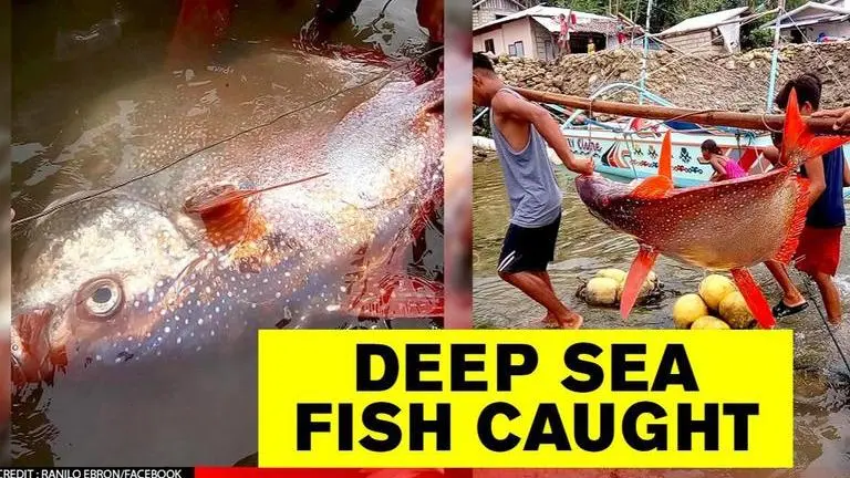 Philippines fisherman catches giant deep-sea fish as earthquake draws it to shallow waters Philippines: Fisherman catches giant deep-sea fish after earthquake