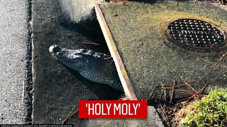 Florida: Huge alligator spotted coming out of a storm drain; netizens baffled Florida