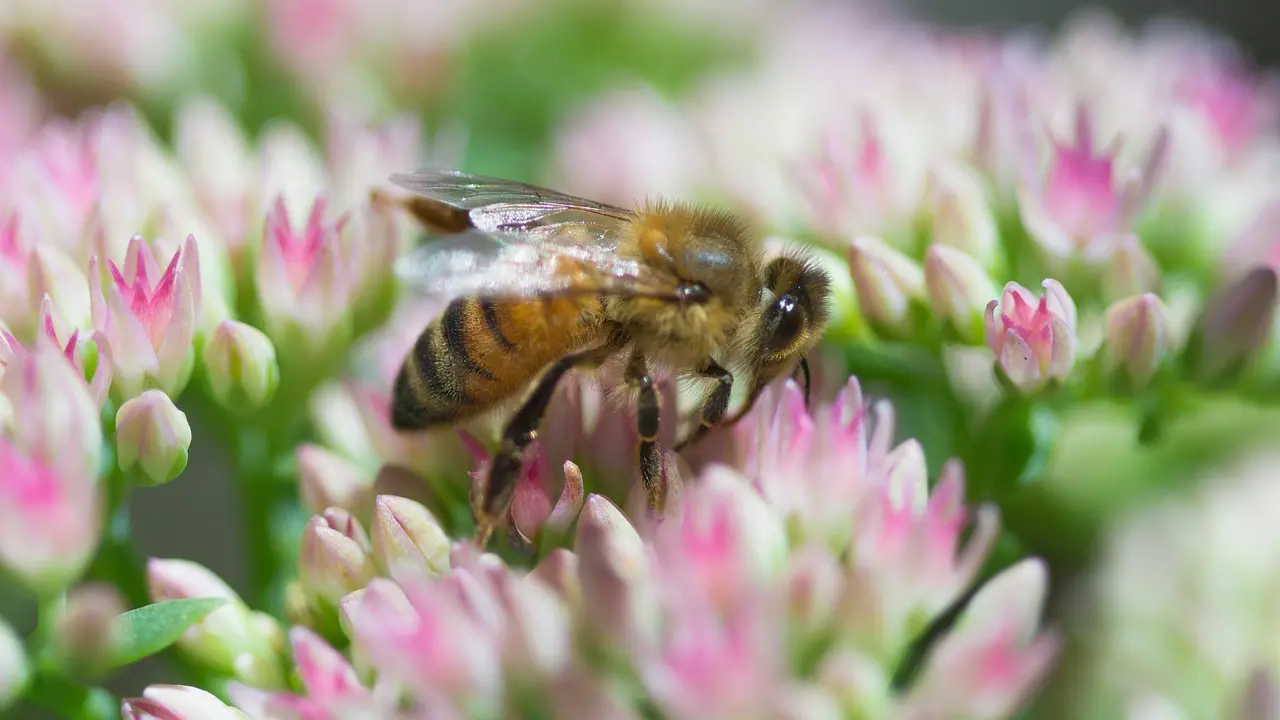 Fun Facts About Bees That Prove How Important These Pollinators Are For The Planet Fun facts about honey bees