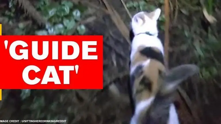 Cat guides her human home thinking he is lost, netizens say 'pets are godsend' Cat guides her 'lost' human home, netizens say 'pets are godsend'