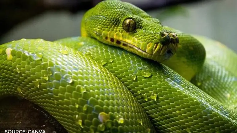 World Snake Day quotes that you can share on your social media world snake day quotes