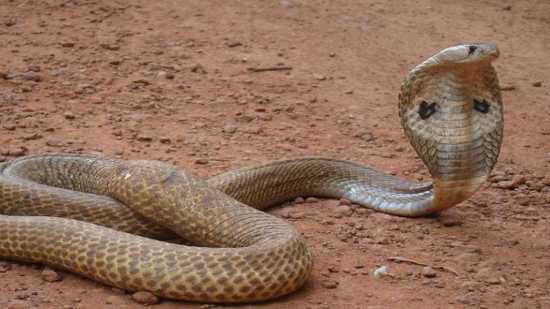 Man Bites Snake Twice In Retaliation After Being Bitten; Snake dies ...