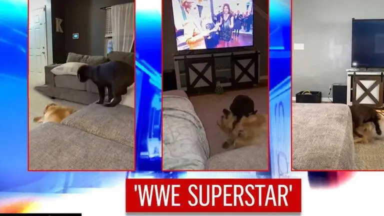 Video of dog practicing 'WWE moves' on sibling pooch takes internet by storm | Watch Dog