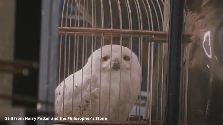 What happened to Hedwig? Know all the details about Harry Potter's pet harry potter’s owl name