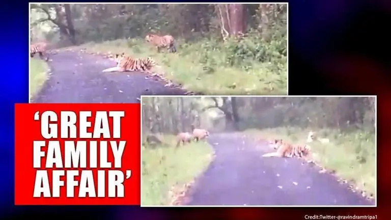 Video: Tigers spotted together in Satpura forest, netizens amused tigers
