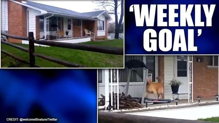 Video: Dog on treadmill for his ‘rainy day run’ gives humans workout goals dog