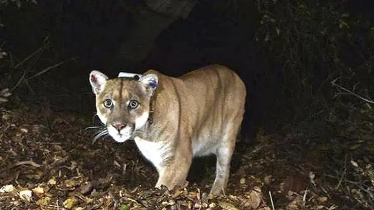 Los Angeles' most famous mountain Lion, P-22, captured after attacking dog in California mountain lion