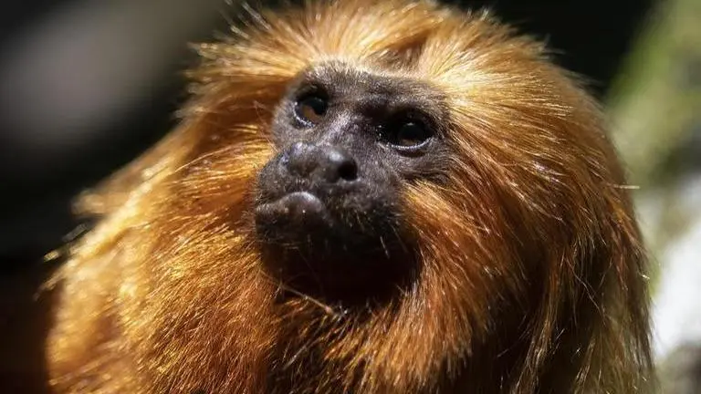 Brazil's golden monkeys once faced extinction. Now, they've bounced back from yellow fever A golden lion tamarin