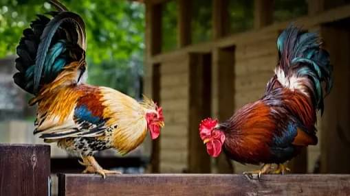 Description of the pic