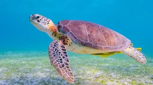 World Turtle Day 2024: Date, History, Significance, And All You Need To Know World Turtle Day 2024: Date, History, Significance, And All You Need