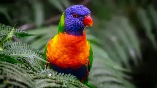 VIRAL: Rainbow Bird Makes Bold Zoo Escape Without Hiding Rainbow lorikeet escape from Colchester Zoo