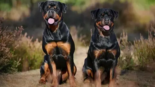 Case of dogs biting of 117 people in Itanagar