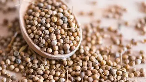Coriander Seed