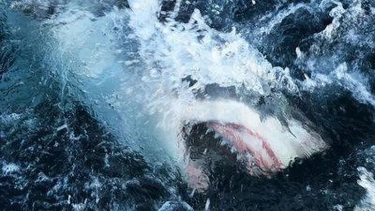 Shark attack leaves woman with serious leg injuries