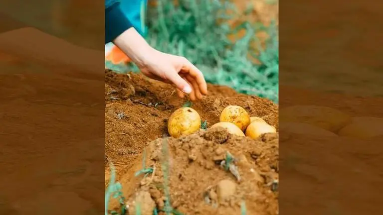 Hungary's government sets price cap on eggs, potatoes Potatoes