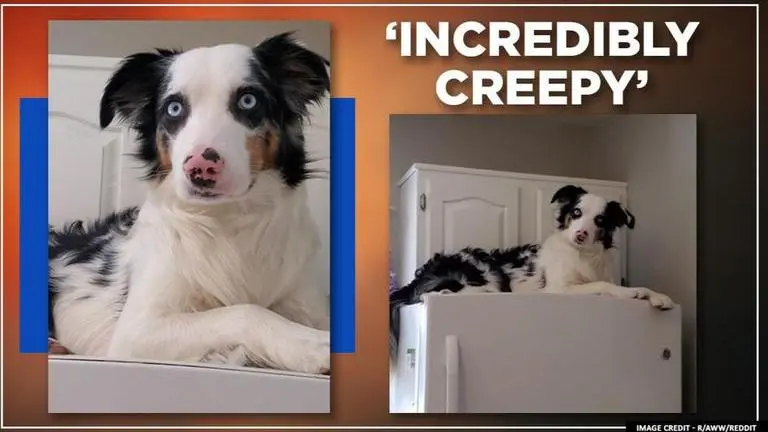 Meet Milo the dog who has decided to 'ditch the dog life and become a cat' Meet Milo, the dog who has decided to ditch the dog life, and become a cat