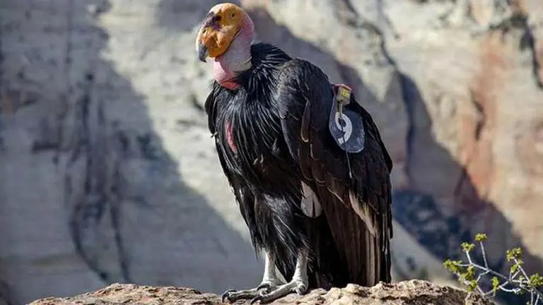 California wildfire destroys condor sanctuary, four endangered birds missing California wildfire