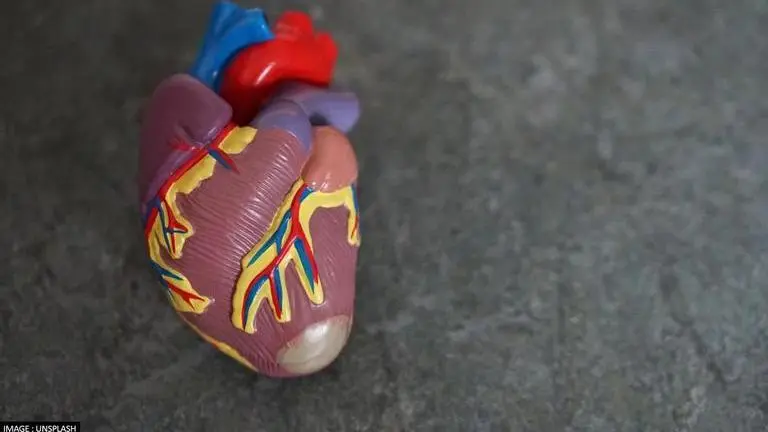 New study reveals how single dose of radiation therapy can turn human hearts 'younger' Heart