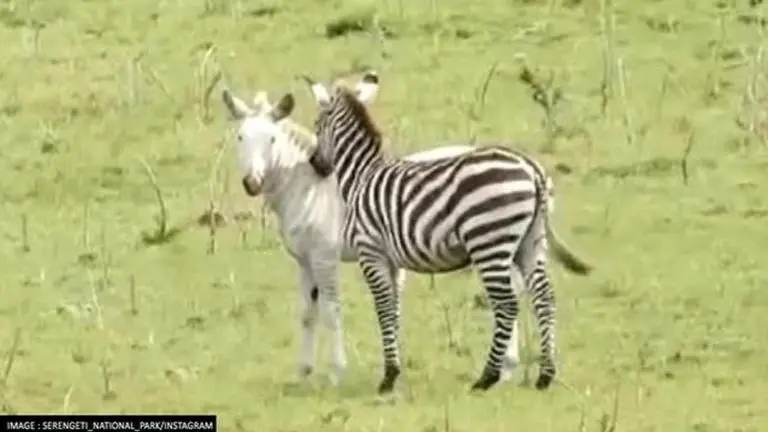 Rare Albino Zebra 'Ndasiata' sans stripes spotted at Serengeti National Park in Tanzania Albino Zebra