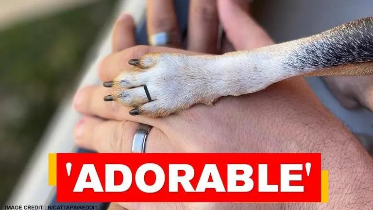 Dog sneaks paw with newlywed couple’s ring photo, netizens say ‘touched’ Dog