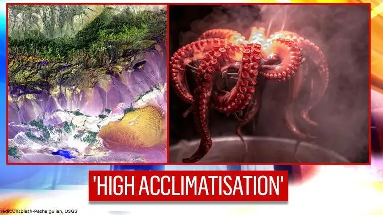 Octopuses are already adapting to climate change and rising acidification in ocean: Study Octopuses are already adapting to climate change and rising acidification in ocean: Study