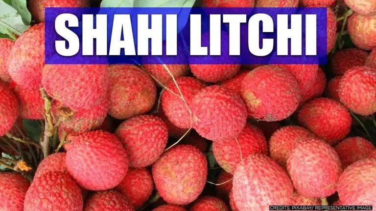 Bihar govt begins 'Shahi Litchi' delivery; babus say 'no AES link; will help fight Covid' Shahi Litchi