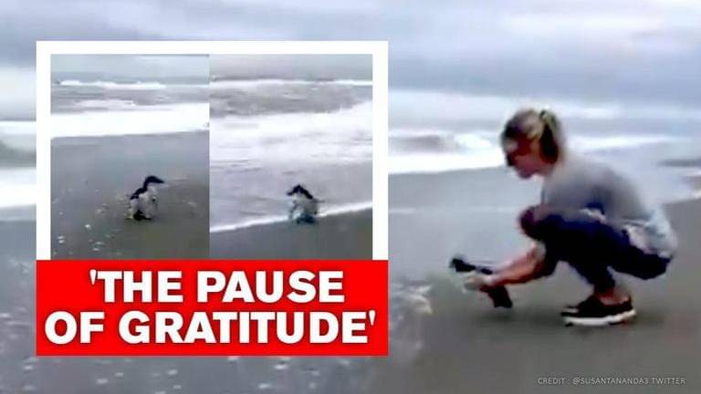 'Gentle' penguin pauses to thank woman who helped it heal; Watch ...