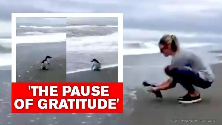'Gentle' penguin pauses to thank woman who helped it heal; Watch 'Gentle' penguin pauses to thank woman who helped it heal. Watch
