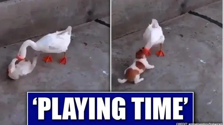 Video of duck and pup playing together gives friendship goals, watch Duck