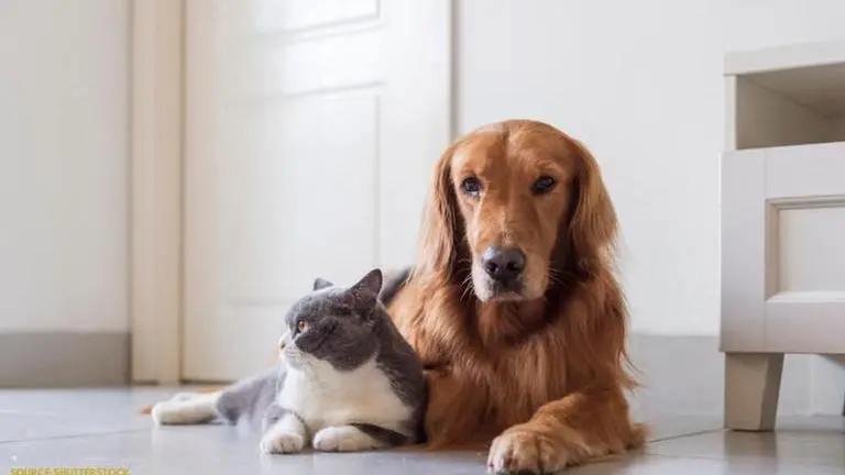 Can animals get coronavirus? Tips, precautions and other important details can animals get coronavirus