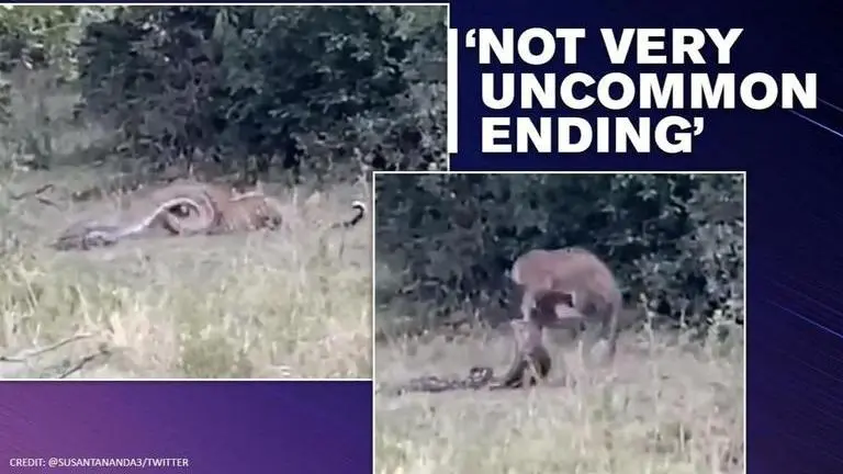 Video: Leopard and python caught in nail-biting battle, netizens curious Leopard kills python in nail-biting battle, Susanta Nanda shares video
