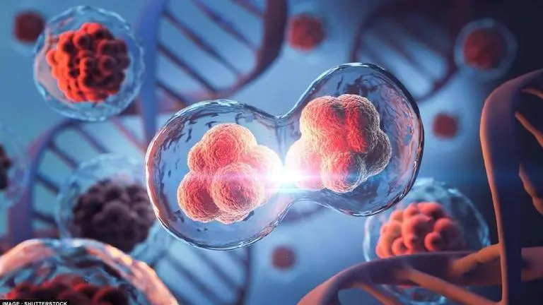 Scientists grow whole model of human embryo without sperm or egg