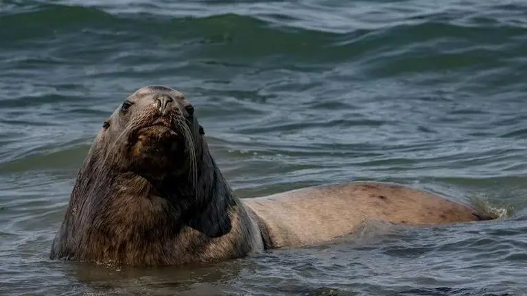 Swimmer injured by Hawaiian monk seal with pup in Waikiki