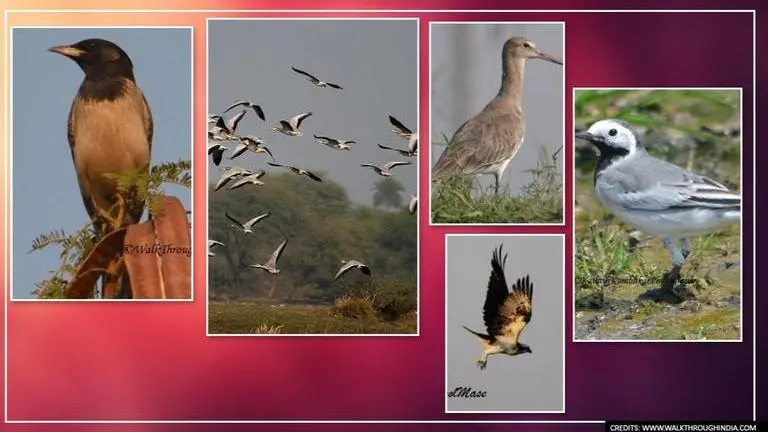 World Migratory Bird Day: A few enchanting images of migratory birds that flock to India World Migratory Bird Day