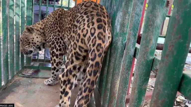 Leopard captured in Maharashtra’s Talegaon; probe on to find if big cat killed boy Leopard attack