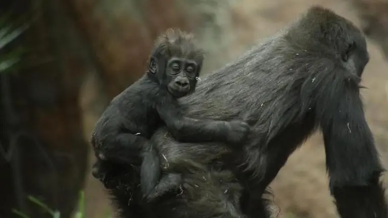 Baby gorilla badly injured in family skirmish at Seattle zoo Baby gorilla badly injured in family skirmish at Seattle zoo
