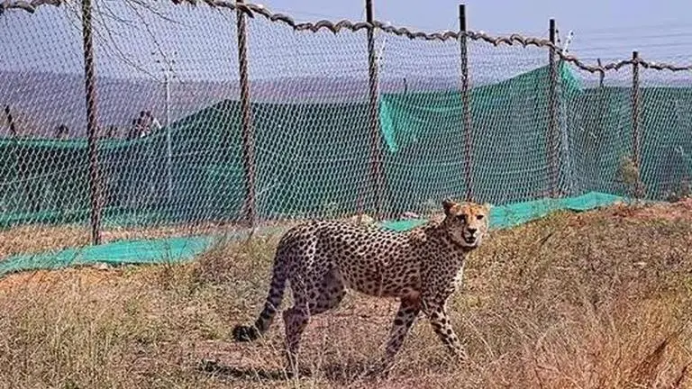 Cheetah 'Asha' strays out of Kuno national park again, tracked with radio collar Cheetah