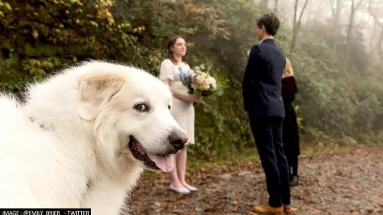 Ring bearer dog viral photo