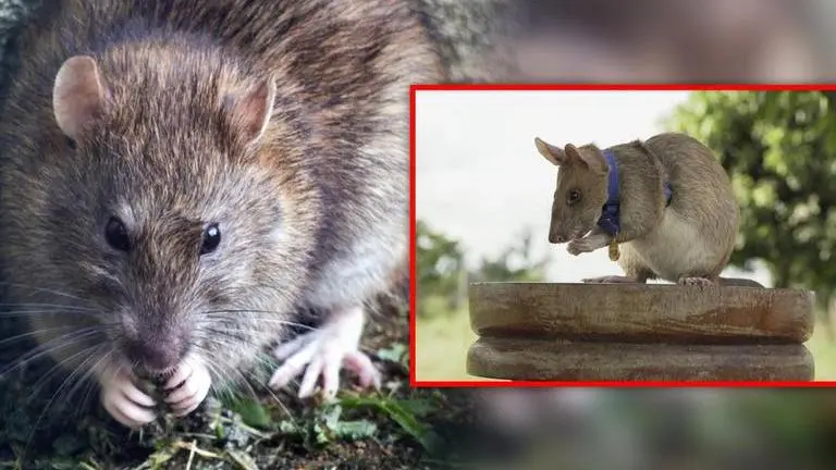 'They don't bite': Cambodia deploys new batch of Gambian rats to sniff out landmines Cambodia