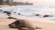 Do You Know About The Galgibaga Beach Nesting Ground Of The Majestic 