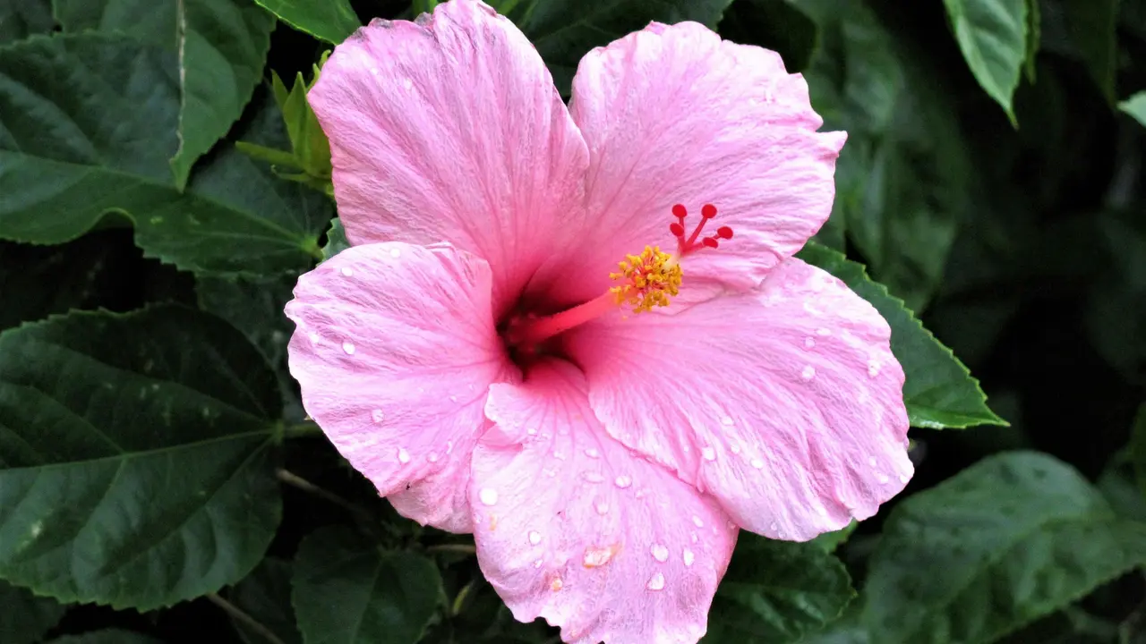 Hibiscus flower