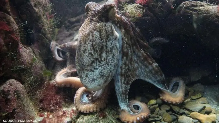 Octopus can taste with special cells in its arms, new research reveals octopus
