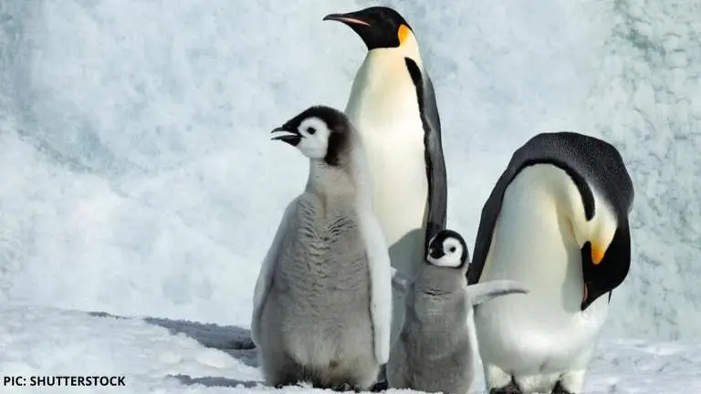 World Penguin Day: How to add penguin hologram to your surroundings using Google 3D? world penguin day