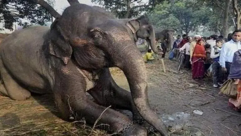 Miraculous escape for elephants as transformer explodes in Coimbatore Miraculous