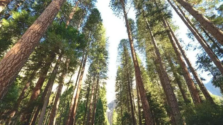 Study shows trees now largely contributing to the warming of Arctic circle Study