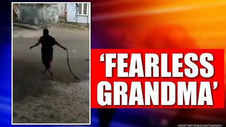 Grandma drags a cobra and tosses it away into the wild; Watch grandma