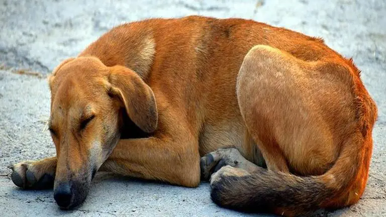 Aurangabad: Dog dragged by chain attached to a bike for 1 kilo meter