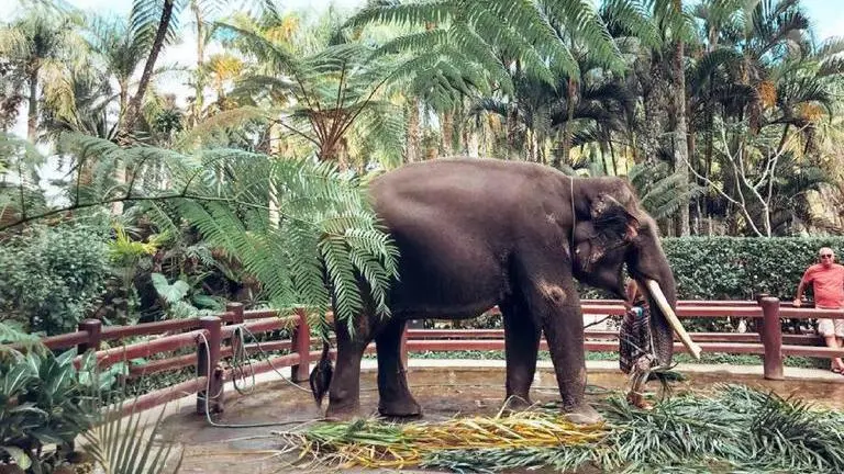 Elephant